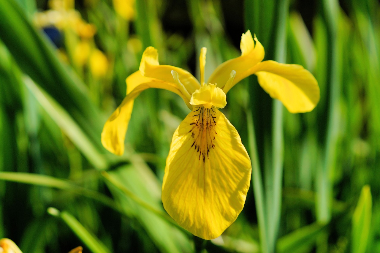 Iris, Gėlė, Žiedas, Žydėti, Pelkės Rainelė, Geltona, Iridaceae, Uždaryti, Nemokamos Nuotraukos,  Nemokama Licenzija