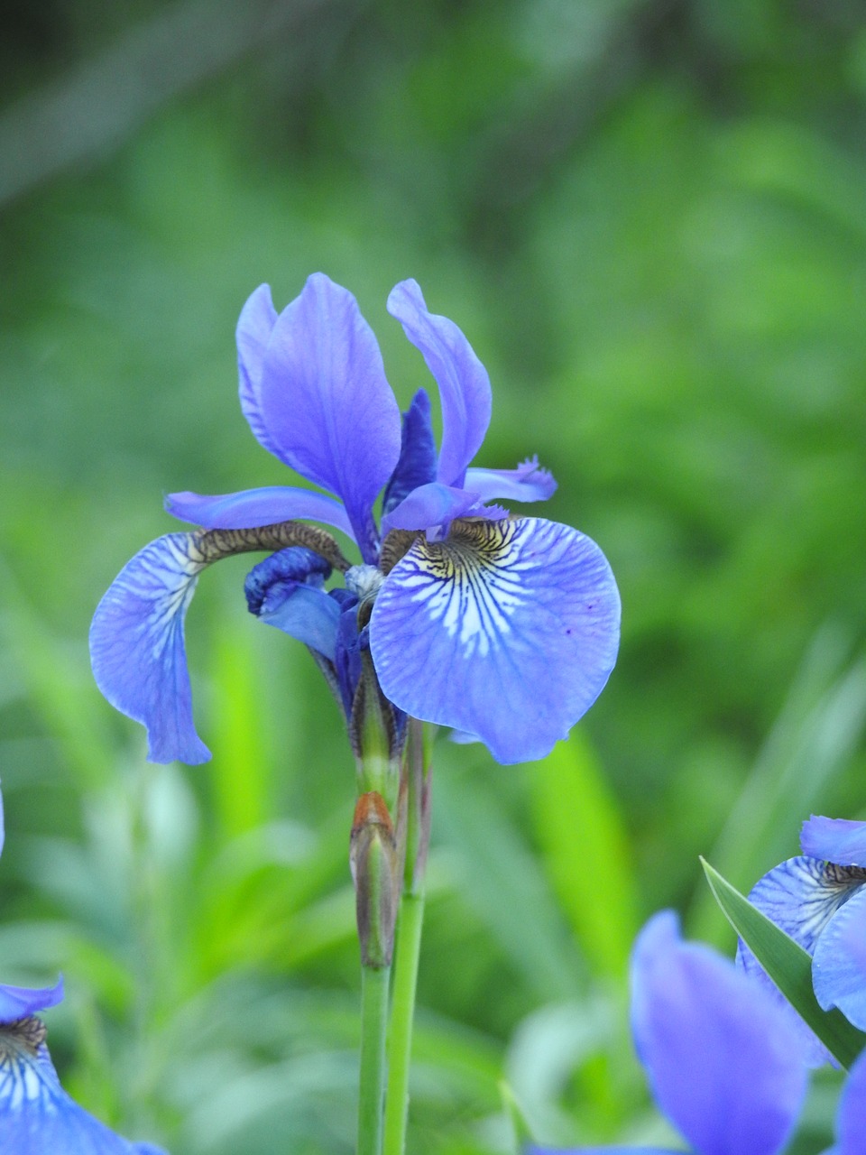 Iris,  Gėlė,  Makro,  Sodas,  Pavasaris,  Pobūdį,  Mėlyna,  Žalias,  Augalai, Nemokamos Nuotraukos