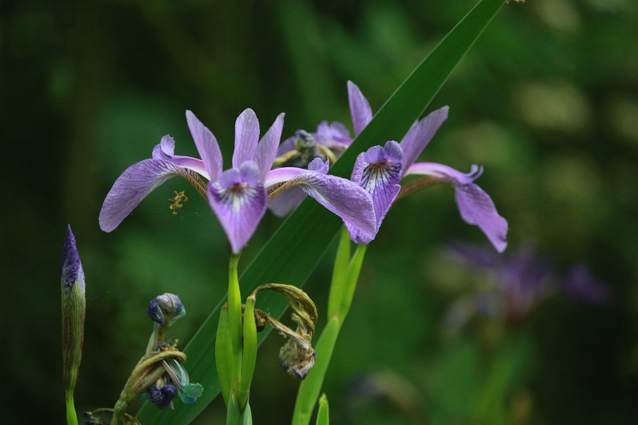 Iris,  Daugiamečių,  Mėlyna,  Sodas,  Pobūdį,  Gėlių Daugiamečių,  Iris Vandens, Nemokamos Nuotraukos,  Nemokama Licenzija