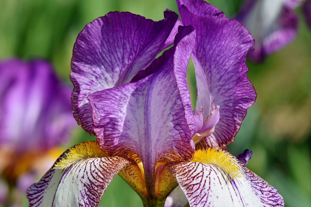 Iris,  Vilkdalginiai,  Violetinė,  Pavasario Gėlė,  Gėlė,  Augalų,  Žiedas,  Žydi,  Lelija,  Floros