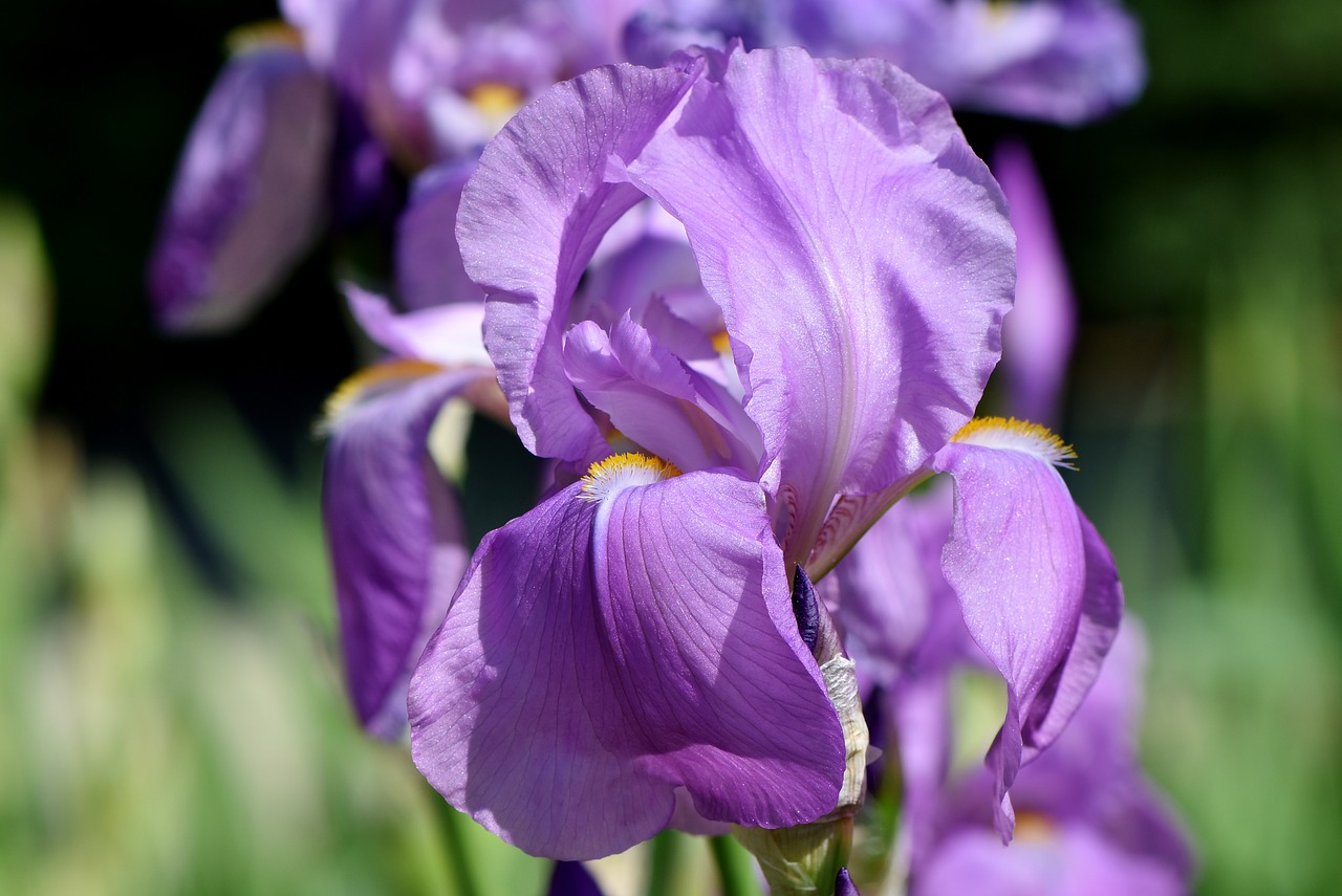 Iris,  Vilkdalginiai,  Violetinė,  Pavasario Gėlė,  Gėlė,  Augalų,  Žiedas,  Žydi,  Lelija,  Floros