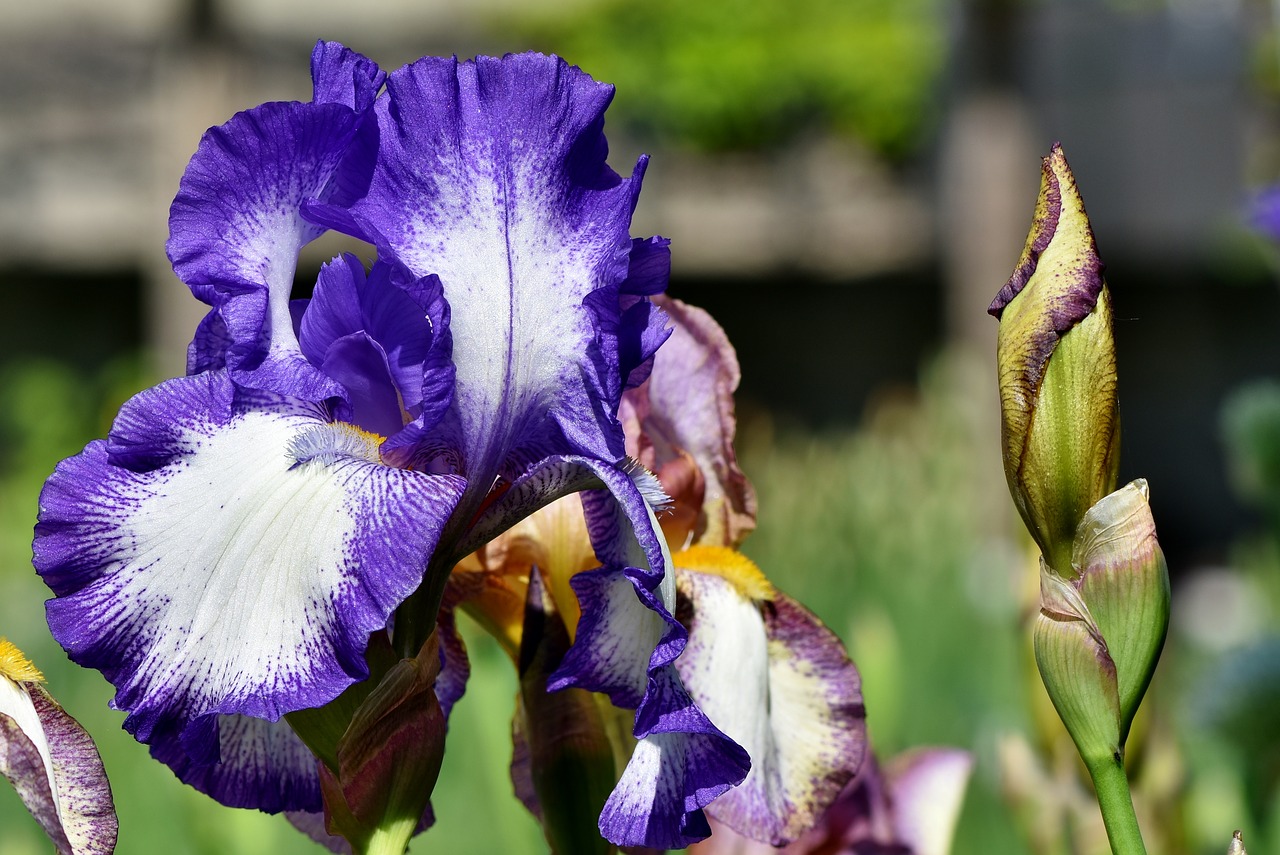 Iris,  Vilkdalginiai,  Mėlyna,  Pavasario Gėlė,  Gėlė,  Augalų,  Žiedas,  Žydi,  Lelija,  Floros