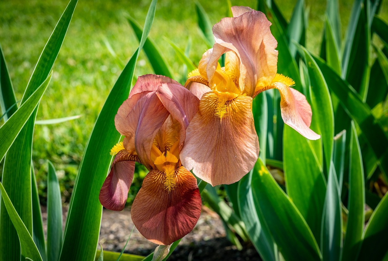 Iris,  Persikų Oranžinė,  Gėlė,  Pavasaris,  Presby Iris Sodai, Nemokamos Nuotraukos,  Nemokama Licenzija