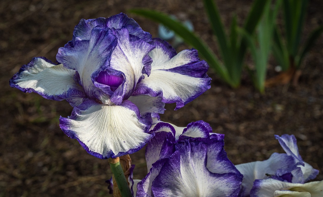 Iris,  Violetinė,  Gėlė,  Pavasaris,  Presby Iris Sodai, Nemokamos Nuotraukos,  Nemokama Licenzija