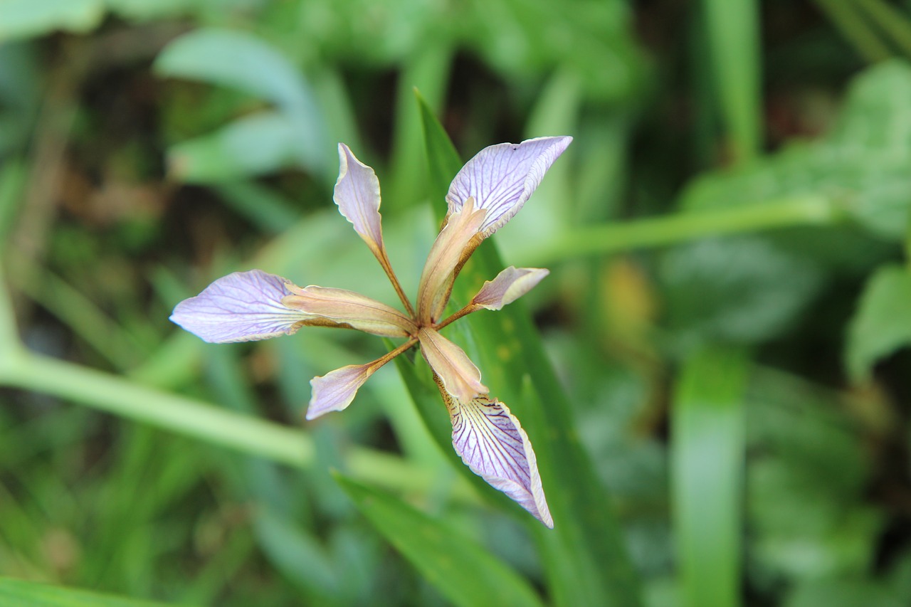 Iris,  Rainelės Gamtoje,  Rainelės Smakojošs,  Laukinių Gėlių,  Gėlių Vilkdalgių, Nemokamos Nuotraukos,  Nemokama Licenzija