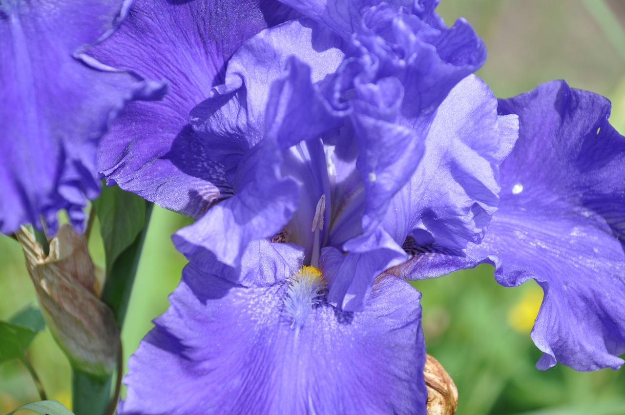 Iris,  Violetiniai Iris,  Gėlė,  Violetinė,  Pavasaris,  Sodas,  Žydėjimo,  Makro,  Žiedlapiai,  Violetinės Gėlės