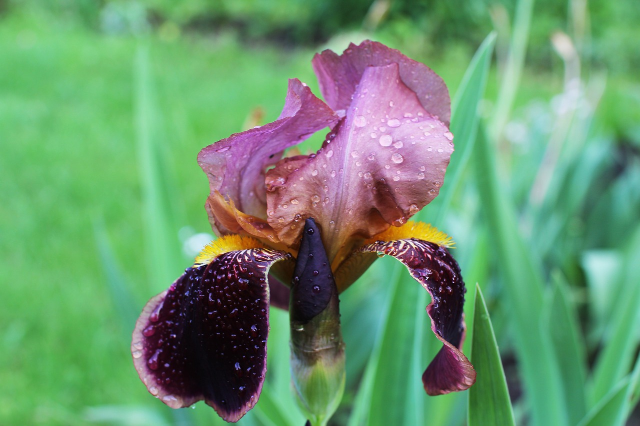 Iris,  Po Lietaus,  Gėlė,  Vasara,  Birželis,  Pobūdį,  Lietaus,  Lašai,  Lietaus Lašai,  Floros