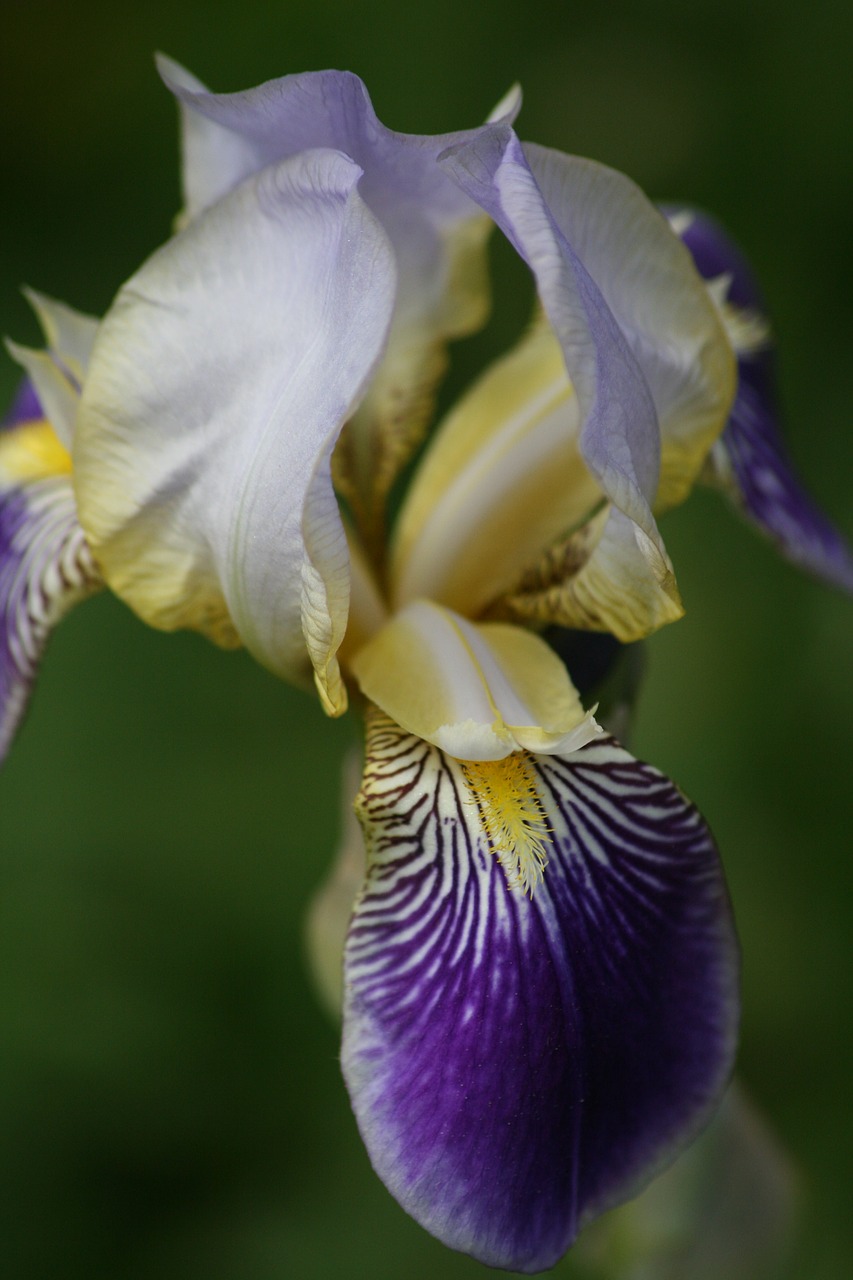 Iris,  Žiedas,  Žydi,  Gėlė,  Augalų,  Pobūdį,  Violetinė,  Violetinė,  Iris Flower,  Floros