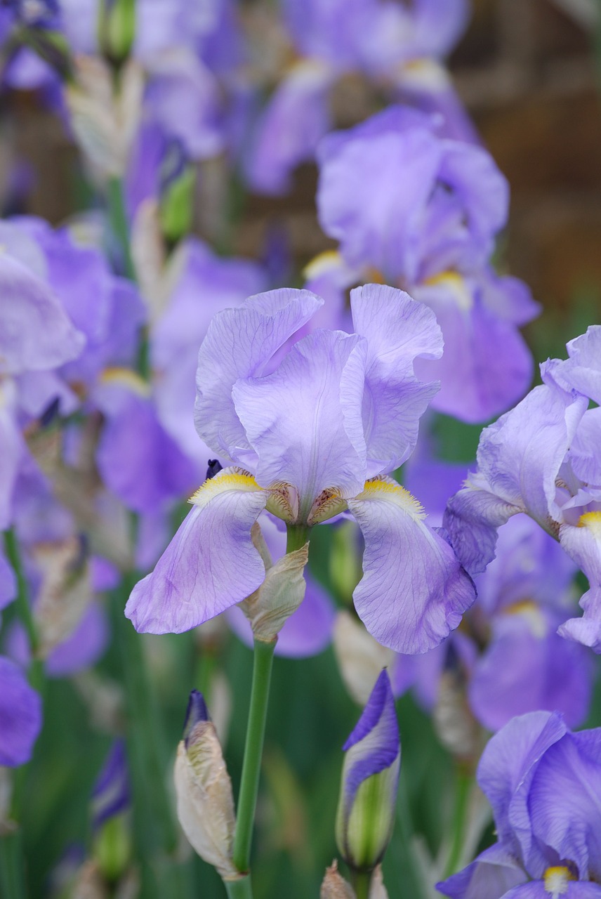 Iris, Augalas, Gėlė, Vasara, Žydėti, Sodas, Gėlės, Nemokamos Nuotraukos,  Nemokama Licenzija