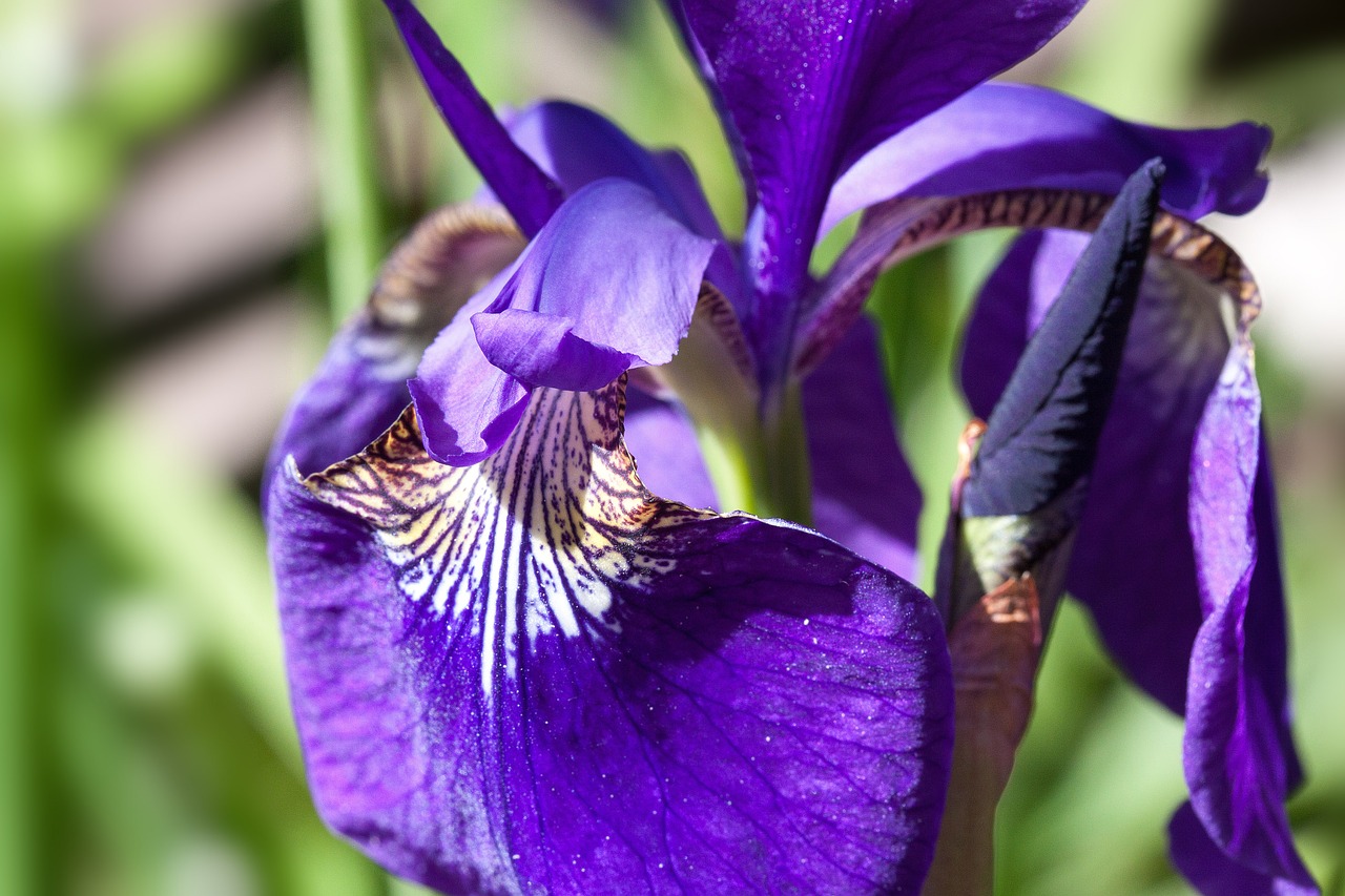 Iris, Iris Pseudacorus, Raudona Rainelė, Augalas, Iridaceae, Gėlė, Kabantys Lapai, Dom Lapai, Budas, Žiedas