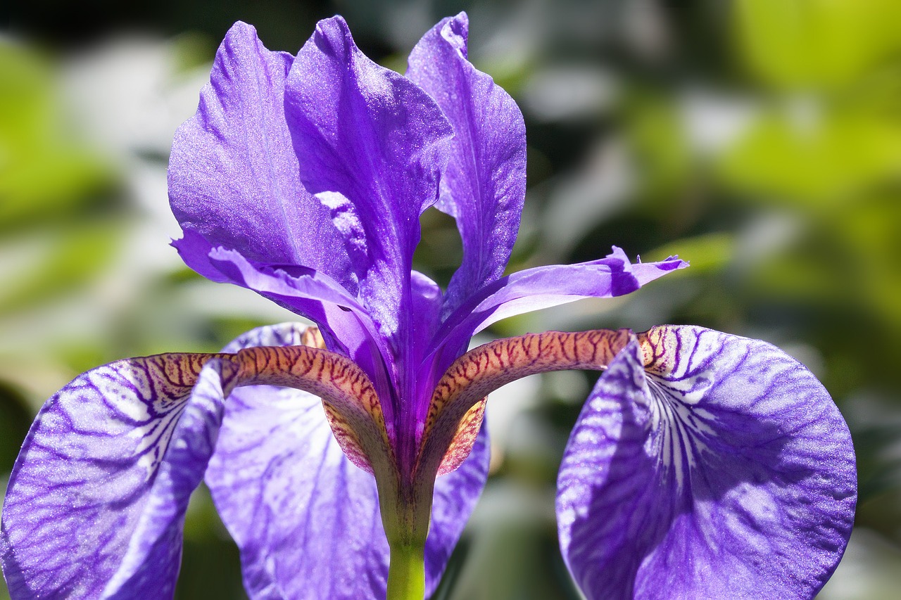 Iris, Iris Pseudacorus, Raudona Rainelė, Augalas, Iridaceae, Gėlė, Kabantys Lapai, Dom Lapai, Žiedas, Žydėti