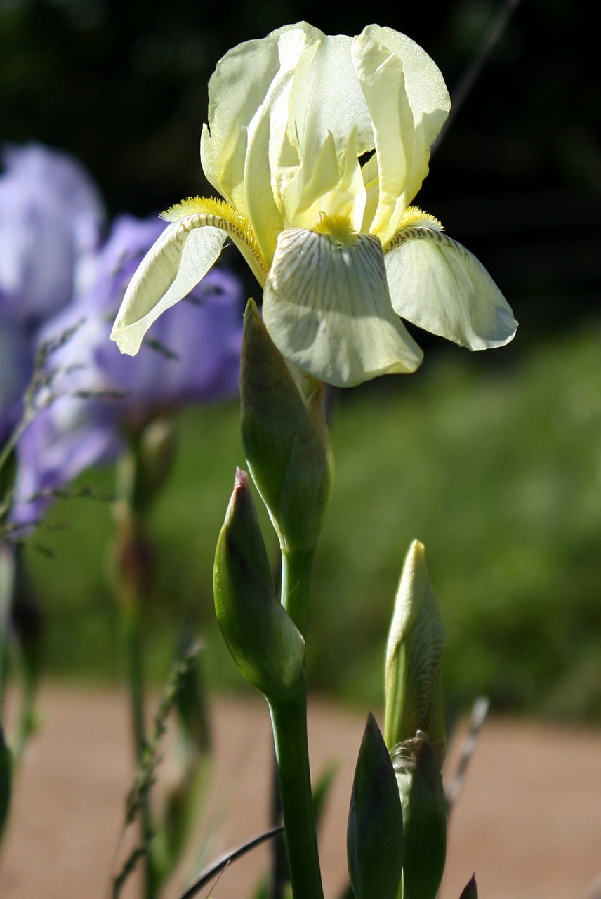 Iris, Gėlių, Gėlė, Nemokamos Nuotraukos,  Nemokama Licenzija