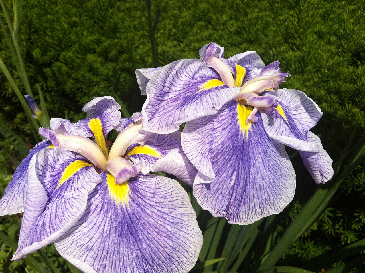 Iris, Gėlė, Violetinė, Žiedas, Vasara, Žiedlapis, Sodas, Flora, Žydėti, Violetinė