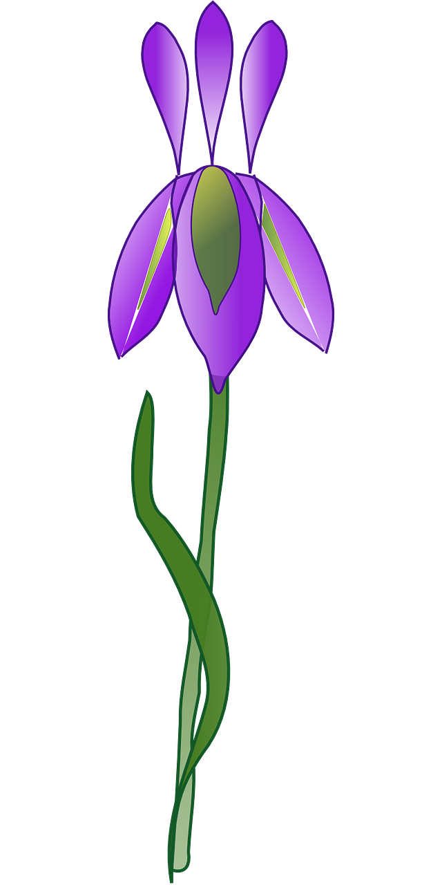 Iris, Gėlė, Violetinė, Augalas, Sodas, Gamta, Gėlių, Žiedas, Spalva, Flora