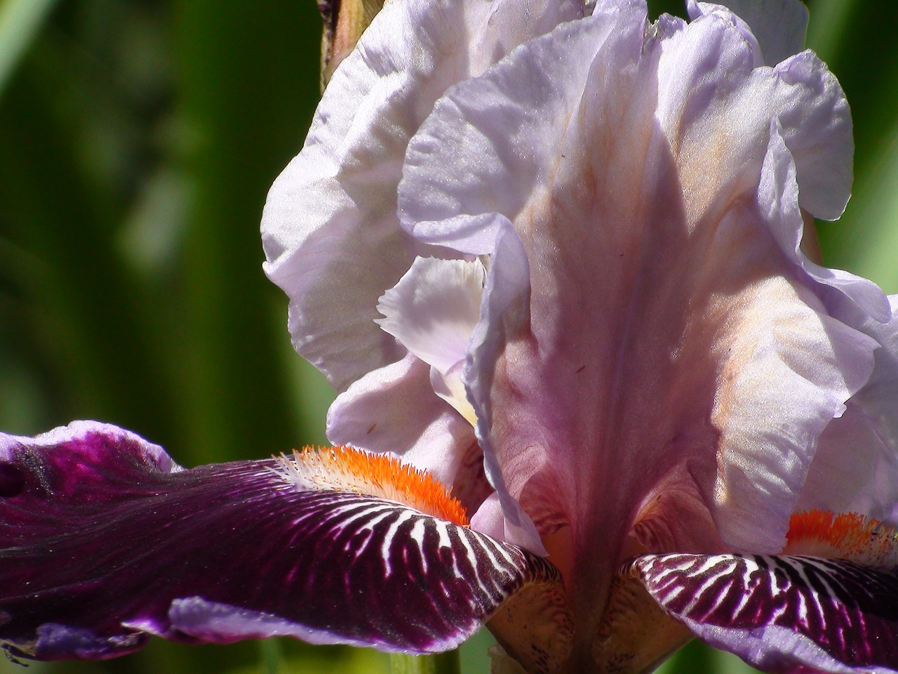 Iris, Žiedlapiai, Žiedas, Augalas, Gėlė, Vasara, Žydėti, Stiebas, Violetinė, Sodas