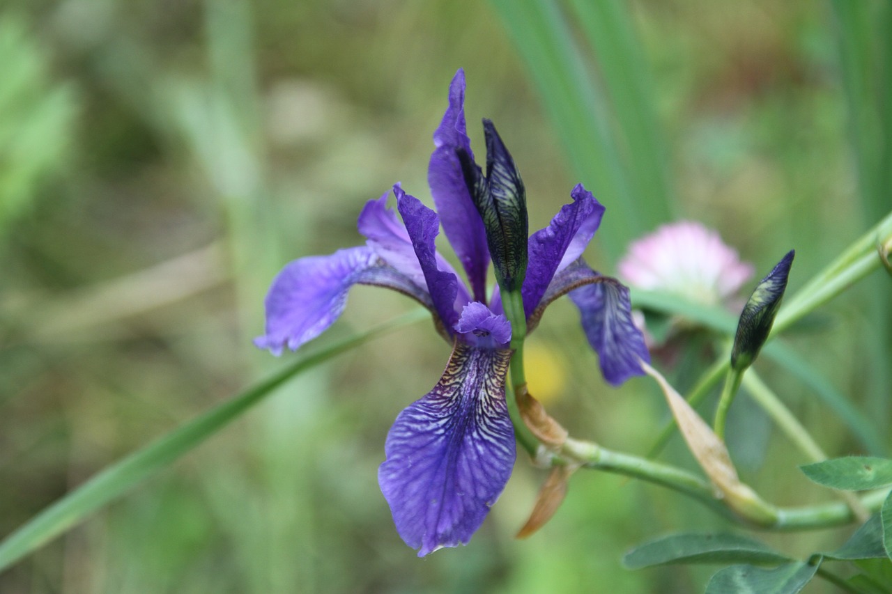 Iris, Violetinė, Alyva, Nemokamos Nuotraukos,  Nemokama Licenzija