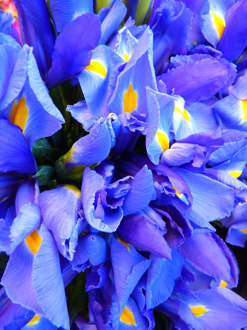 Iris, Mėlynas, Gėlės, Nemokamos Nuotraukos,  Nemokama Licenzija