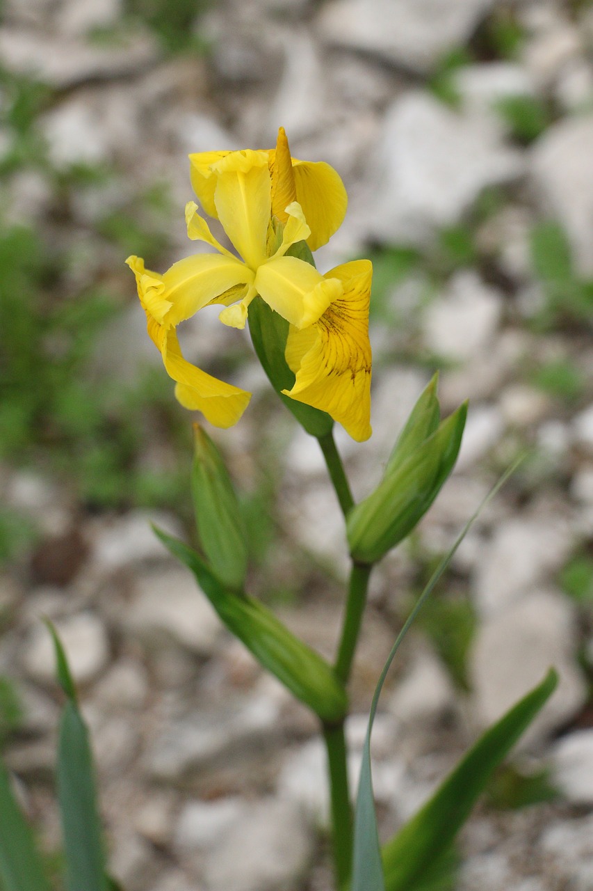 Iris, Gėlė, Gėlės, Žydėti, Gamta, Vasaros Gėlės, Nemokamos Nuotraukos,  Nemokama Licenzija