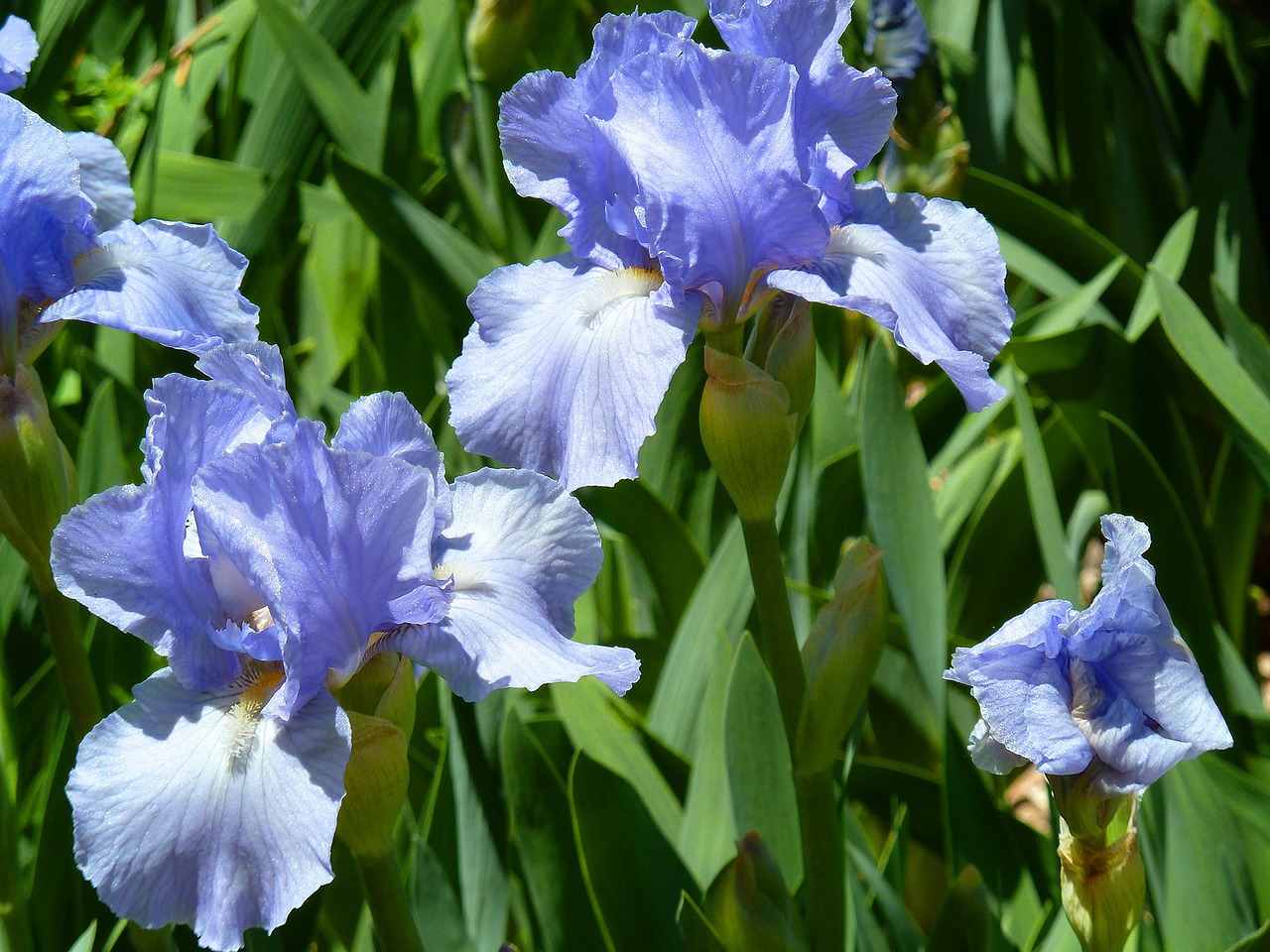 Iris, Gėlės, Žiedas, Šviežias, Gėlių, Vasara, Botanikos, Natūralus, Žydi, Žiedlapis