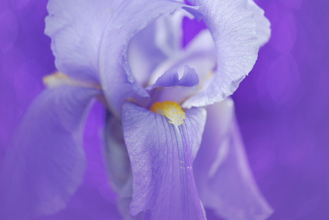 Iris, Gėlė, Mėlynas, Gamta, Žiedas, Žydėti, Tamsiai Violetinė, Iridaceae, Pavasaris, Schwertliliengewaechs