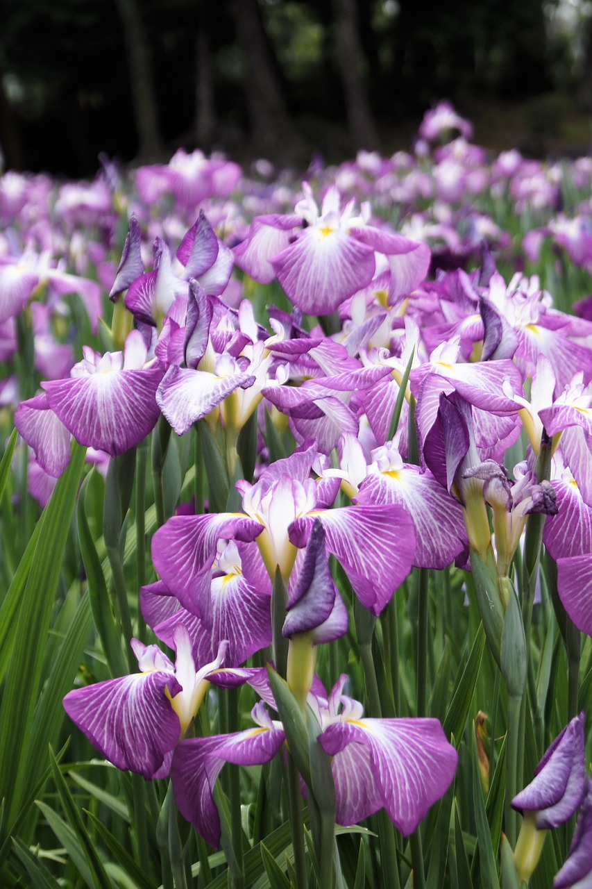 Iris, Gėlė, Violetinė, Gamta, Gėlių, Natūralus, Augalas, Flora, Žydėti, Žiedas