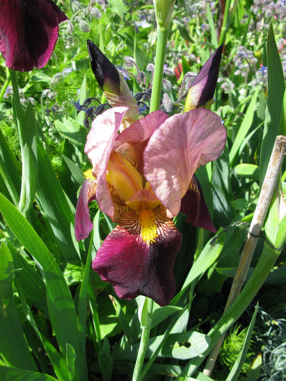 Iris, Barzdotas, Gėlė, Gamta, Pavasaris, Žiedas, Flora, Sodas, Botanika, Violetinė