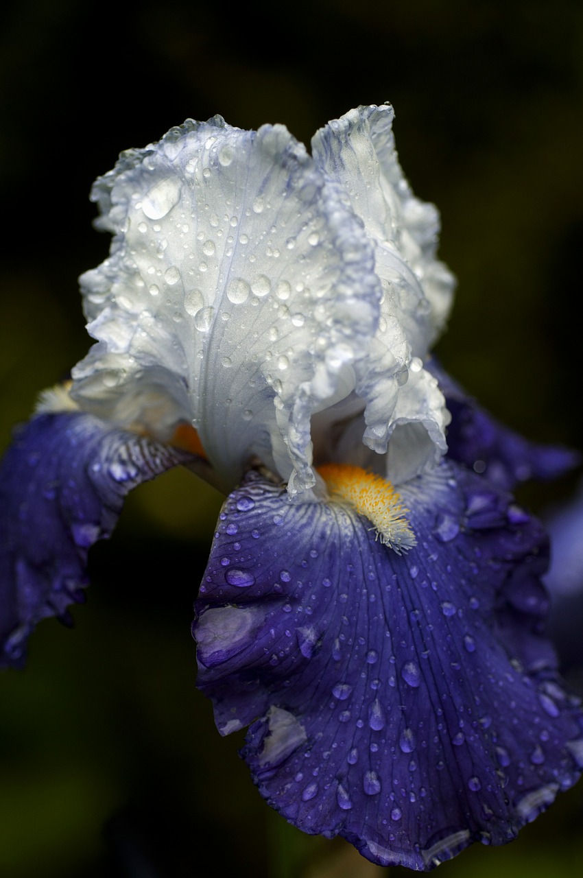 Iris, Gėlė, Mėlynas, Makro, Šviesa Ir Šešėliai, Rasos Lašas, Sodas, Gamta, Violetinė, Nemokamos Nuotraukos