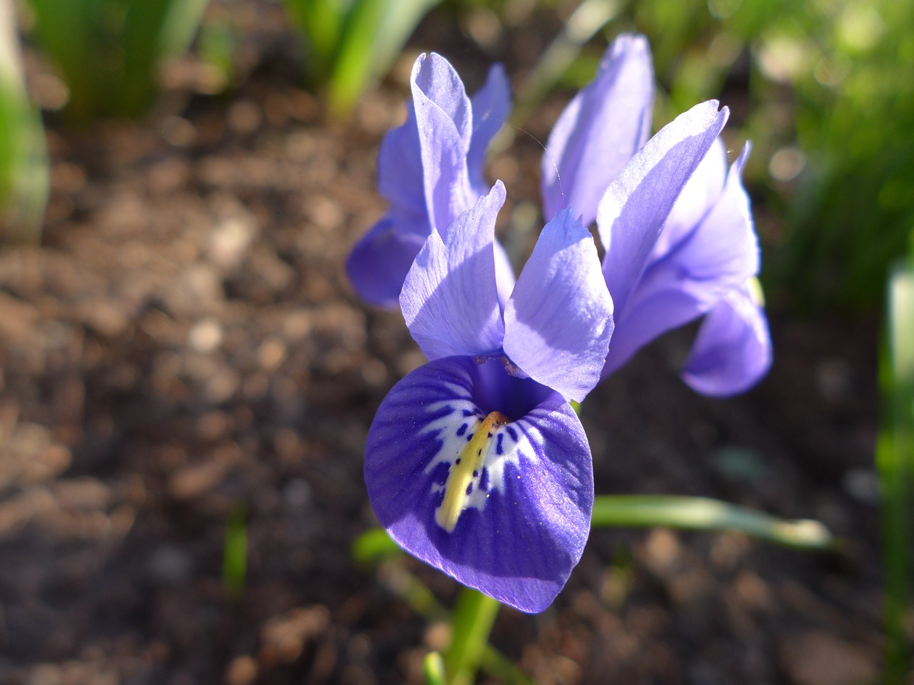 Iris,  Pavasaris,  Gamta,  Mėlynas,  Augalas,  Sodas,  Flora,  Gėlė,  Uždaryti,  Violetinė