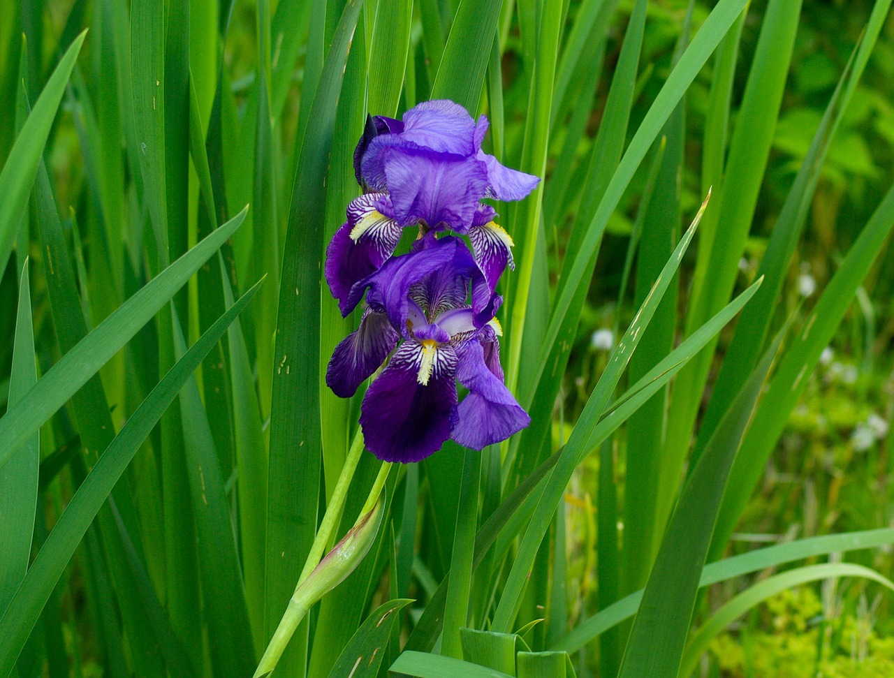 Iris, Gėlė, Violetinė, Sodas, Nemokamos Nuotraukos,  Nemokama Licenzija