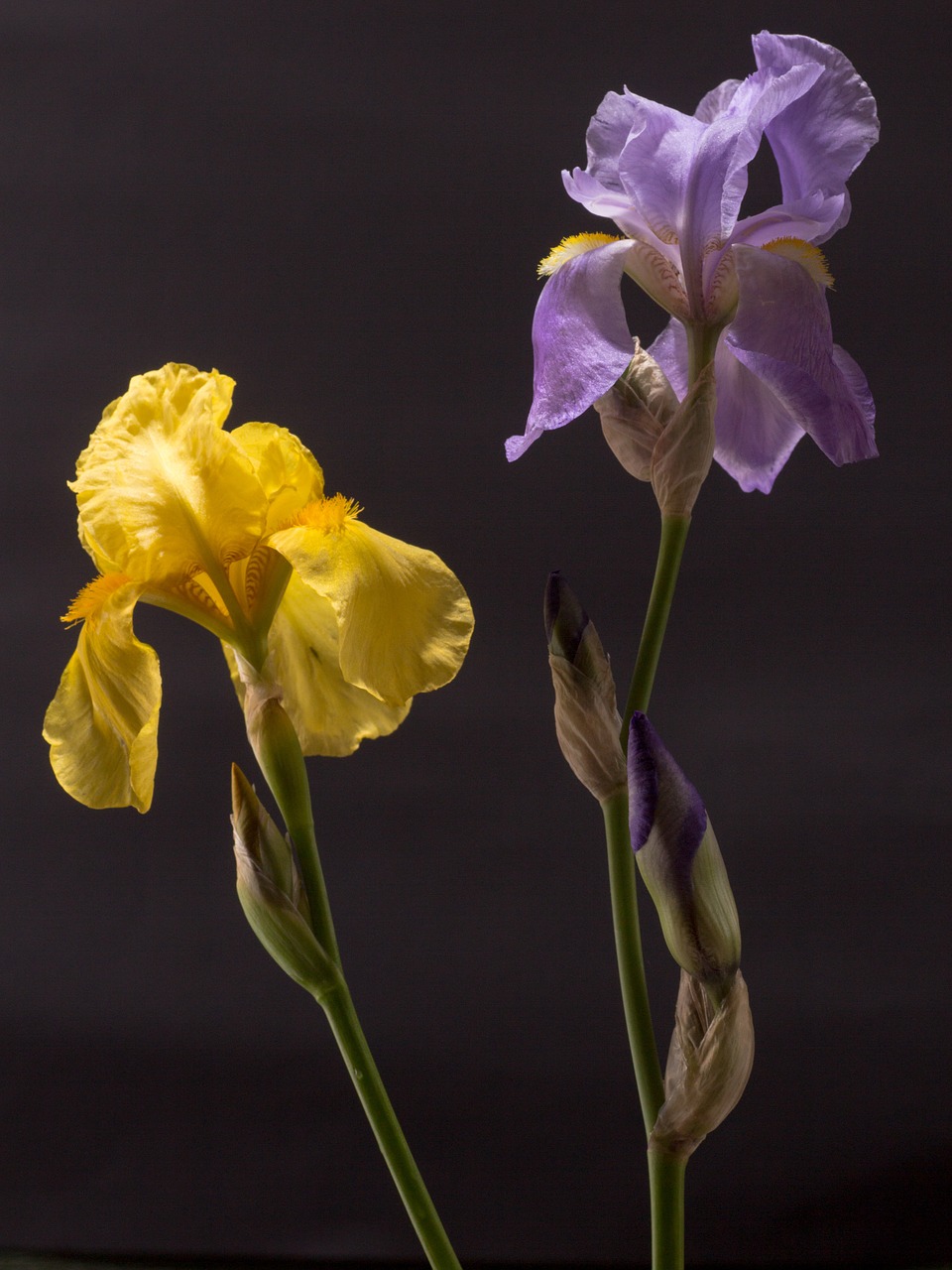 Iris,  Tamsiai Violetinė,  Geltona,  Žiedas,  Žydėti,  Iridaceae,  Dekoratyvinis Augalas, Nemokamos Nuotraukos,  Nemokama Licenzija