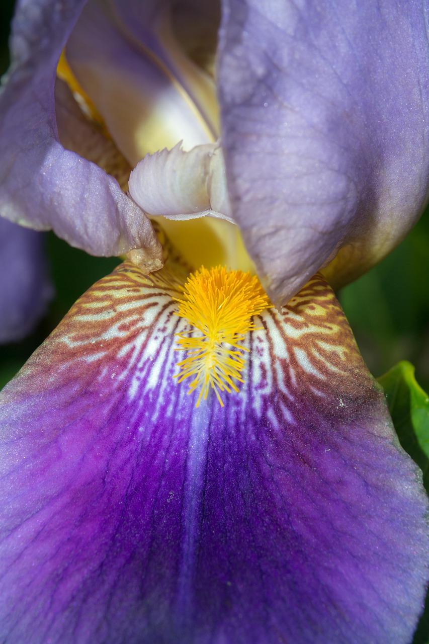 Iris, Antspaudas, Pistil, Violetinė, Violetinė, Geltona, Struktūra, Spalvinga, Grūdai, Pavasaris