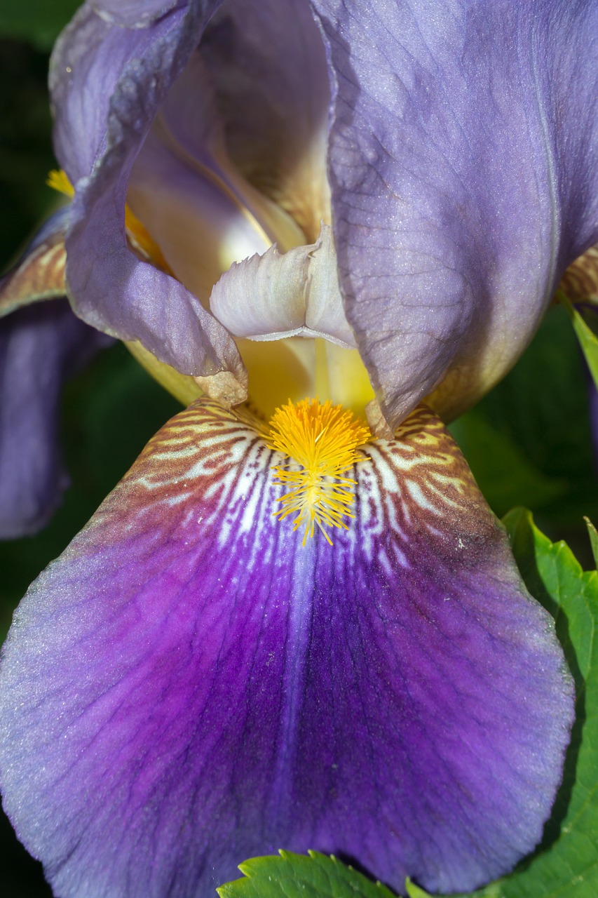 Iris, Antspaudas, Pistil, Violetinė, Violetinė, Geltona, Struktūra, Spalvinga, Grūdai, Pavasaris