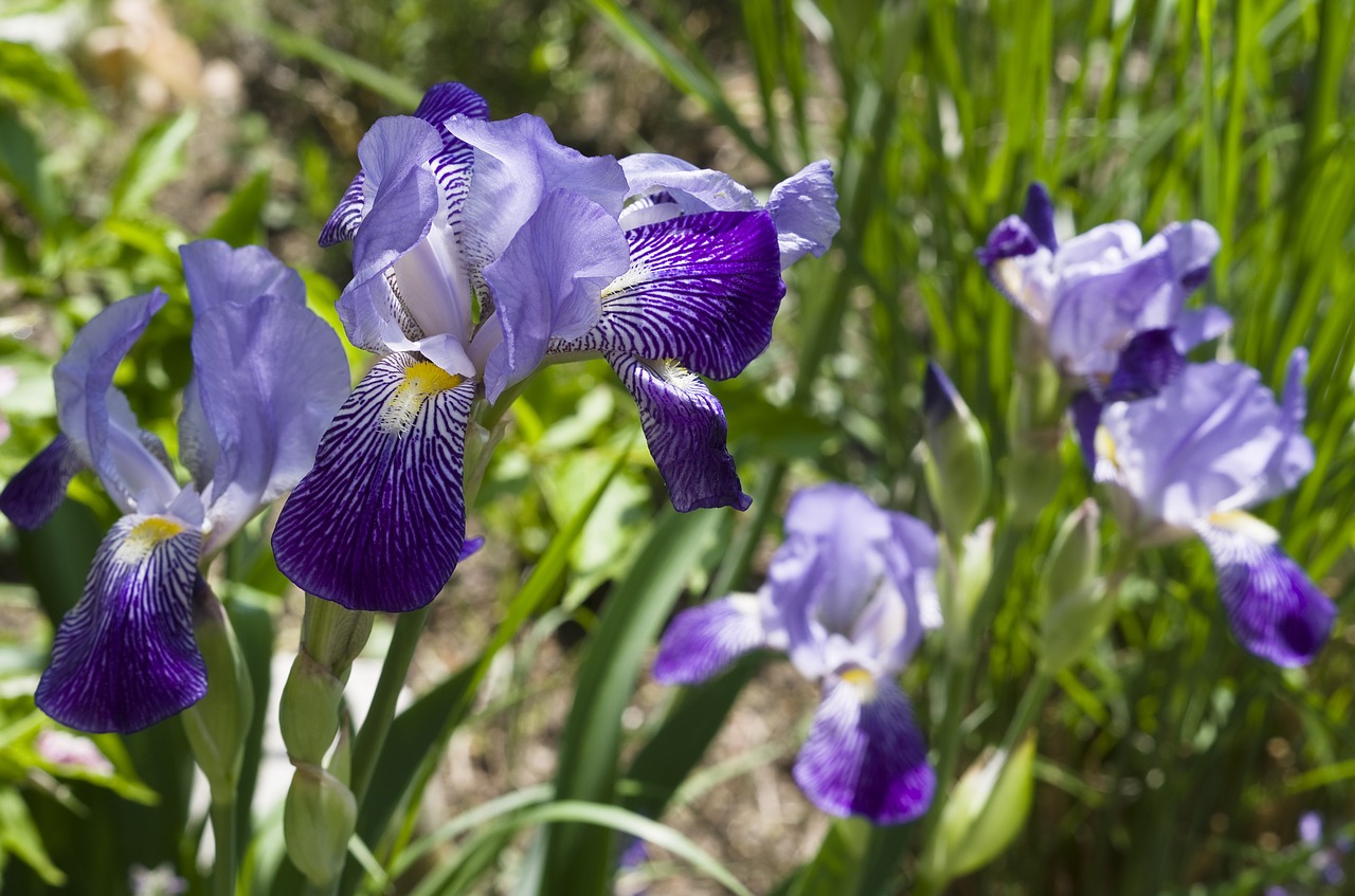 Iris, Mėlynas, Gėlė, Žiedas, Žydėti, Sodas, Nemokamos Nuotraukos,  Nemokama Licenzija