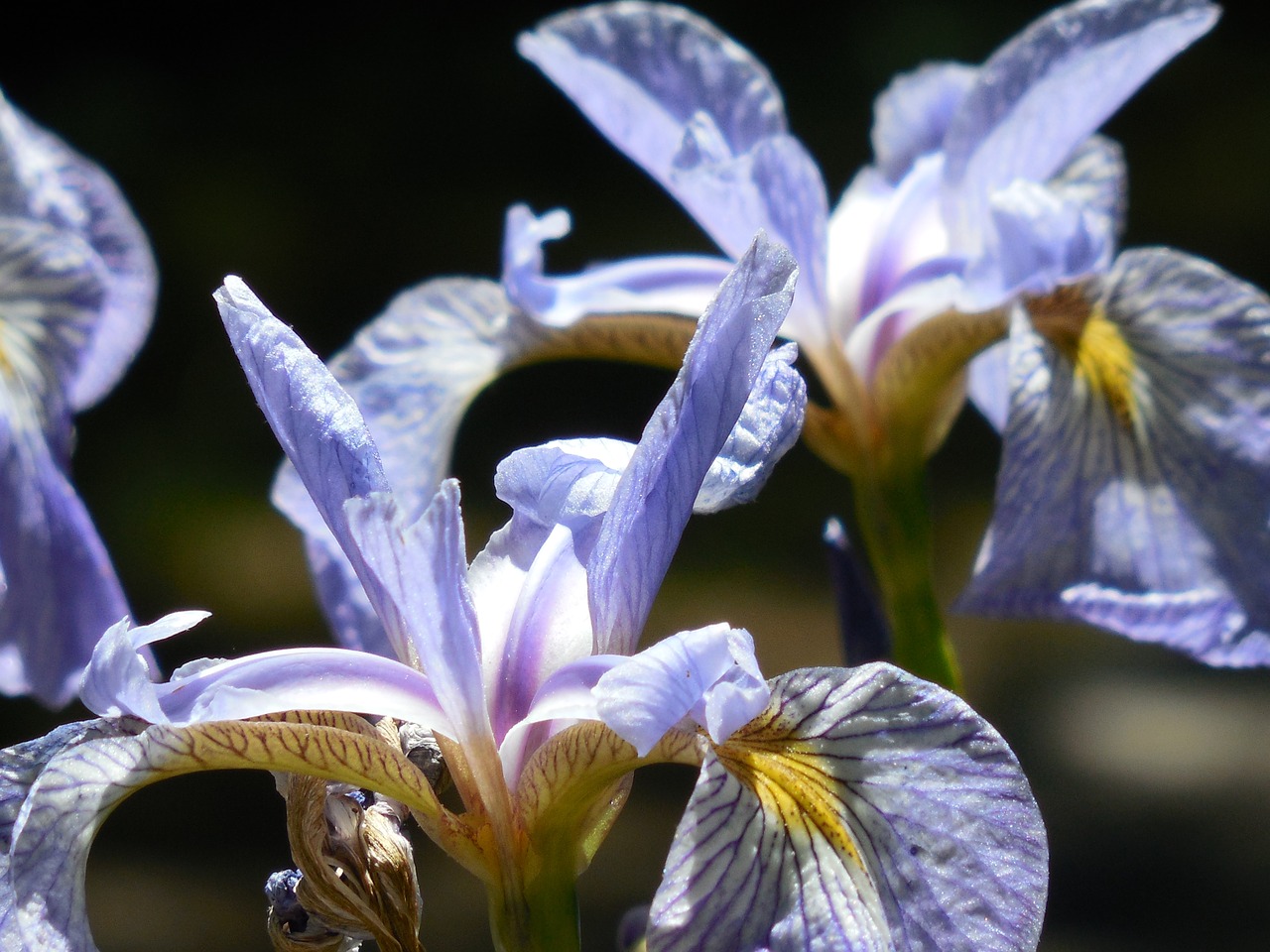 Iris, Gėlė, Gamta, Gėlių, Pavasaris, Žiedlapis, Geltona, Balta, Puokštė, Stiebas