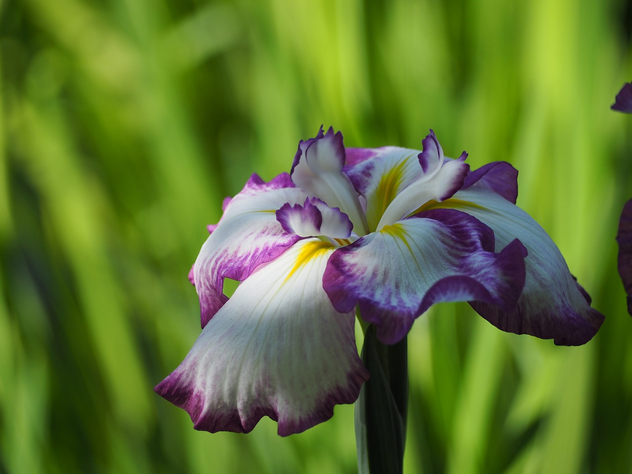 Iris, Gėlės, Ankstyvos Vasaros Gėlės, Nemokamos Nuotraukos,  Nemokama Licenzija