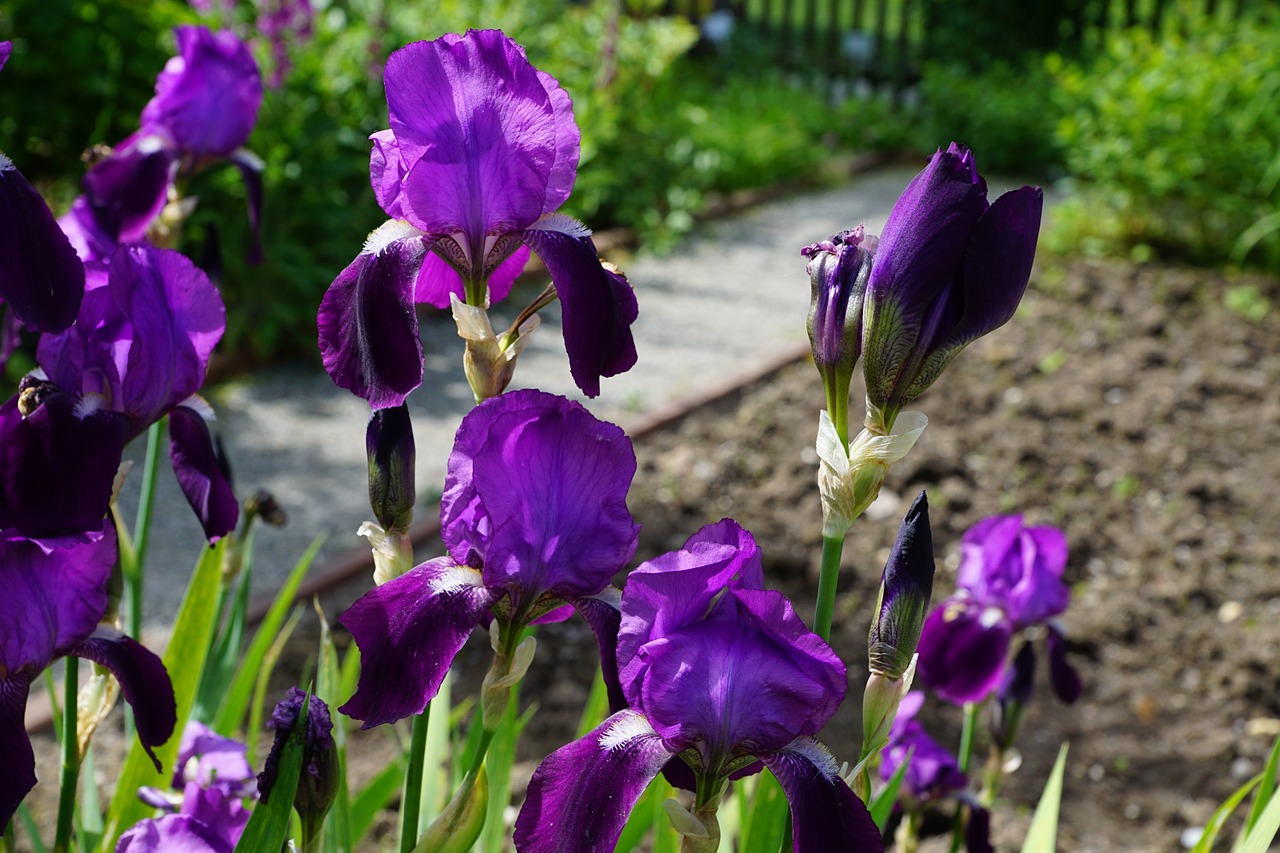 Iris, Gėlė, Žiedas, Žydėti, Mėlynas, Gamta, Tamsiai Violetinė, Pavasaris, Aromatas, Kvepalai