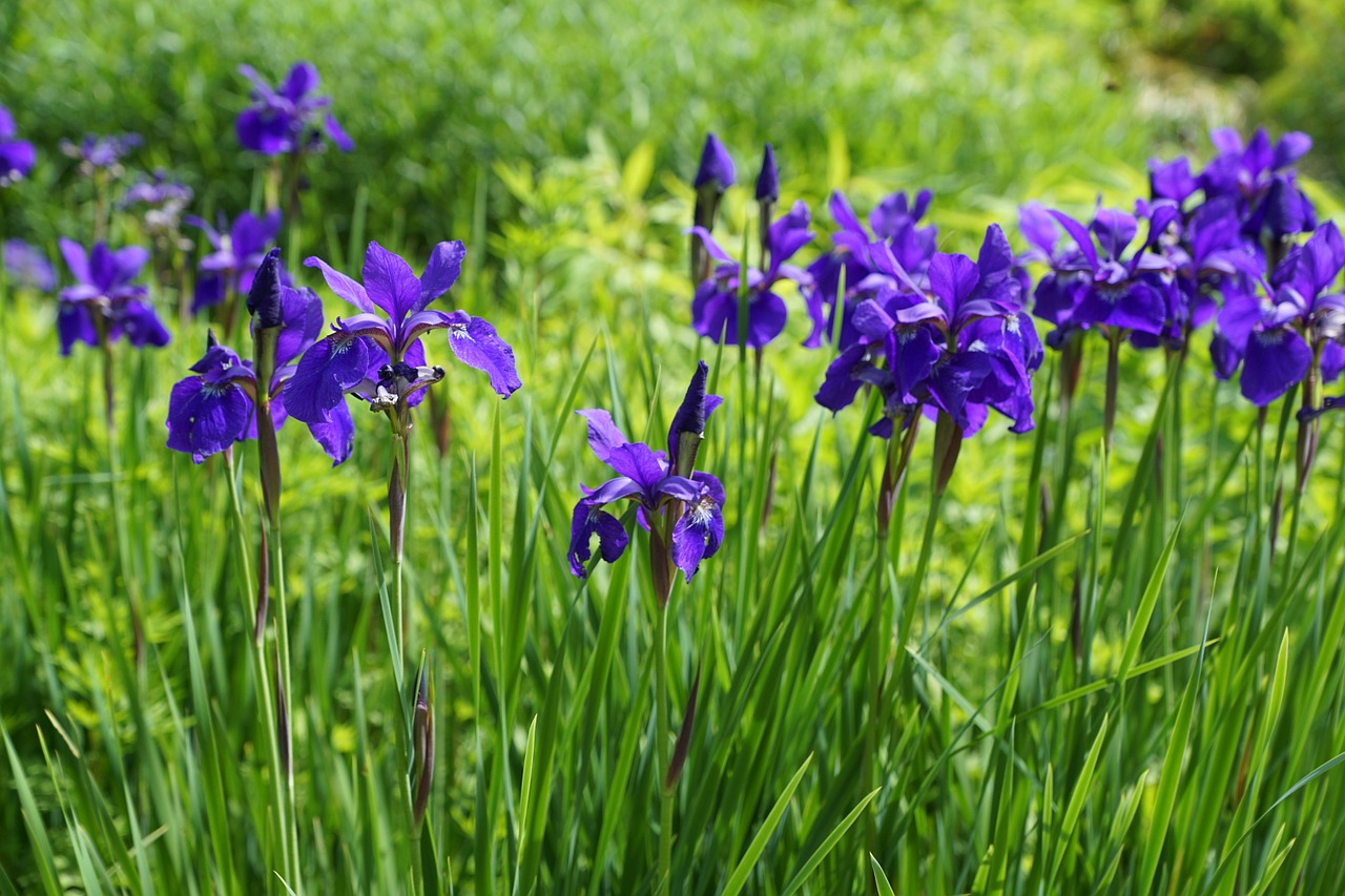 Iris, Gėlė, Žiedas, Žydėti, Gamta, Sodas, Violetinė, Vakarėlis, Sėkmė, Hobis