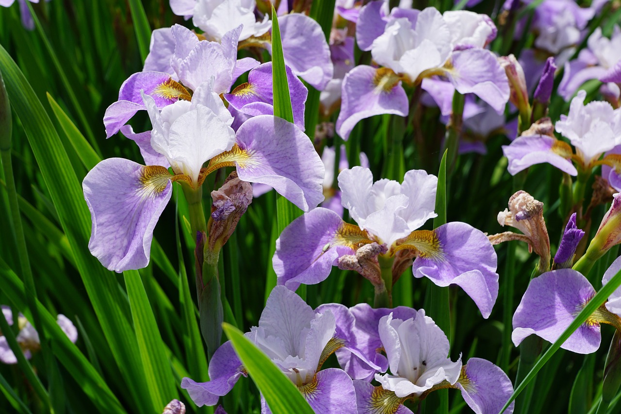 Iris, Gėlė, Žiedas, Žydėti, Gamta, Sodas, Violetinė, Pavasaris, Aromatas, Kvepalai