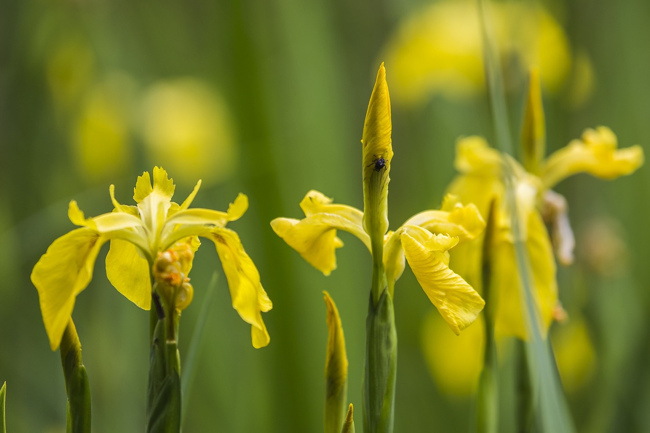 Iris, Lelija, Gėlė, Žiedas, Žydėti, Gamta, Augalas, Laukinė Gėlė, Geltona, Flora