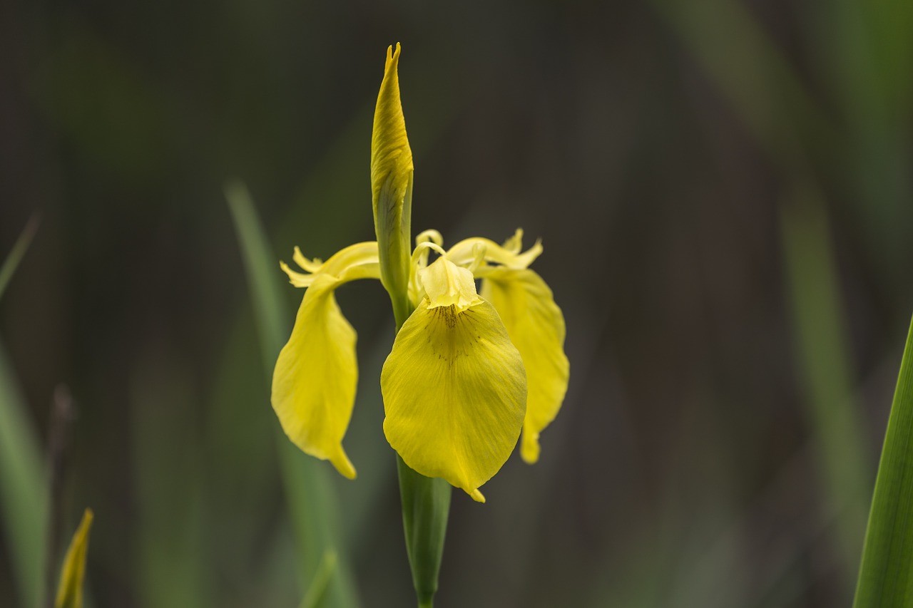 Iris, Lelija, Gėlė, Žiedas, Žydėti, Gamta, Augalas, Laukinė Gėlė, Geltona, Flora