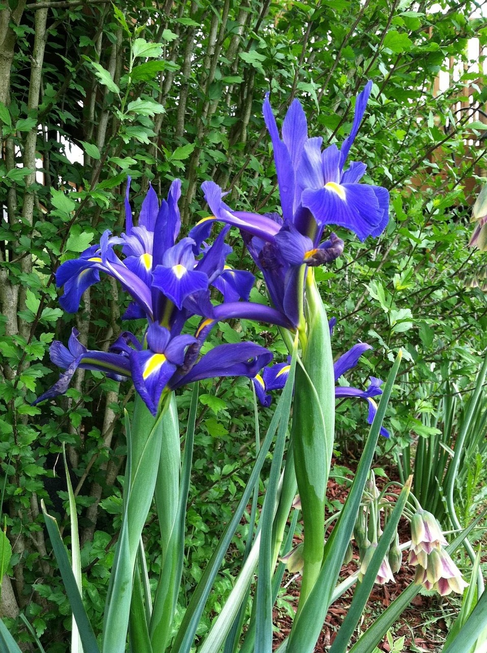 Iris, Gėlė, Violetinė, Sodas, Gamta, Gėlių, Augalas, Žiedas, Pavasaris, Žiedlapis