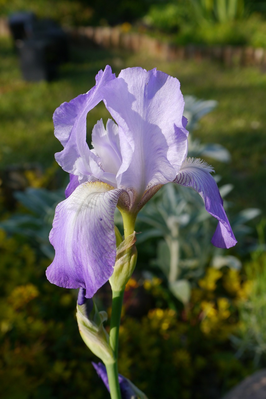 Iris,  Sodas,  Makro,  Gėlė,  Pavasaris,  Violetinė,  Sodo Augalas, Nemokamos Nuotraukos,  Nemokama Licenzija