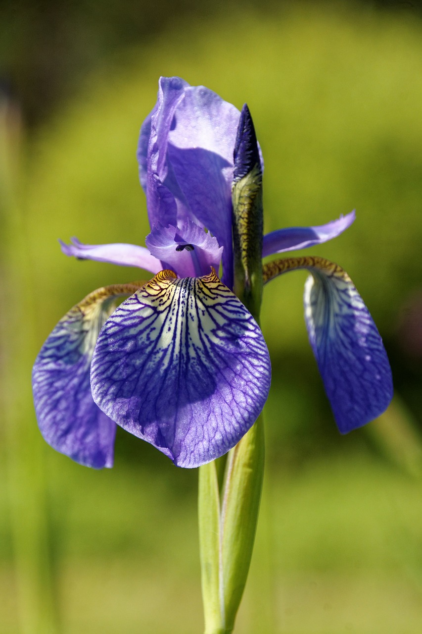 Iris, Gėlė, Žiedas, Žydėti, Uždaryti, Augalas, Lelija, Mėlynas, Violetinė, Nemokamos Nuotraukos