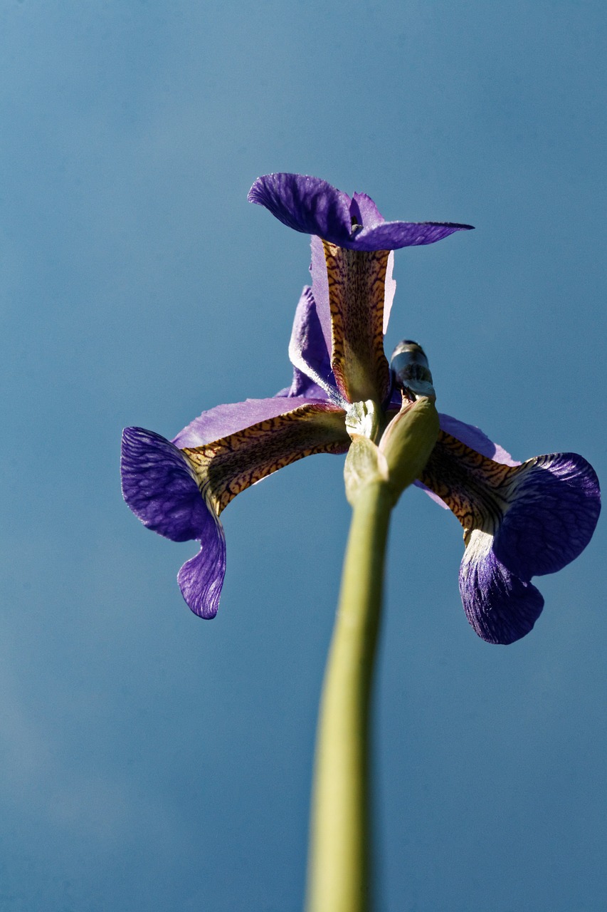 Iris, Gėlė, Žiedas, Žydėti, Uždaryti, Augalas, Lelija, Mėlynas, Violetinė, Nemokamos Nuotraukos