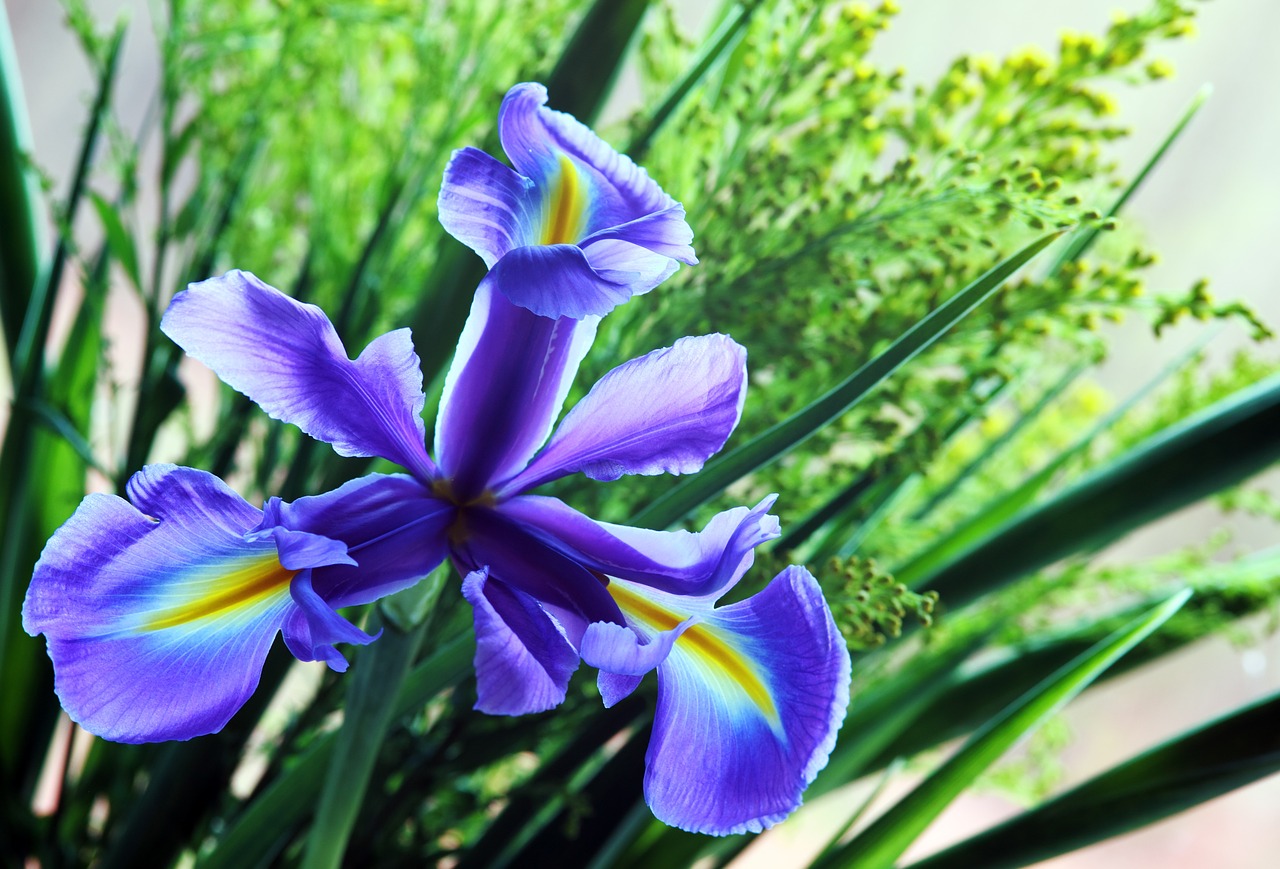 Iris, Gėlė, Gamta, Gėlių, Pavasaris, Žiedlapis, Botanika, Augalas, Vasara, Žiedas