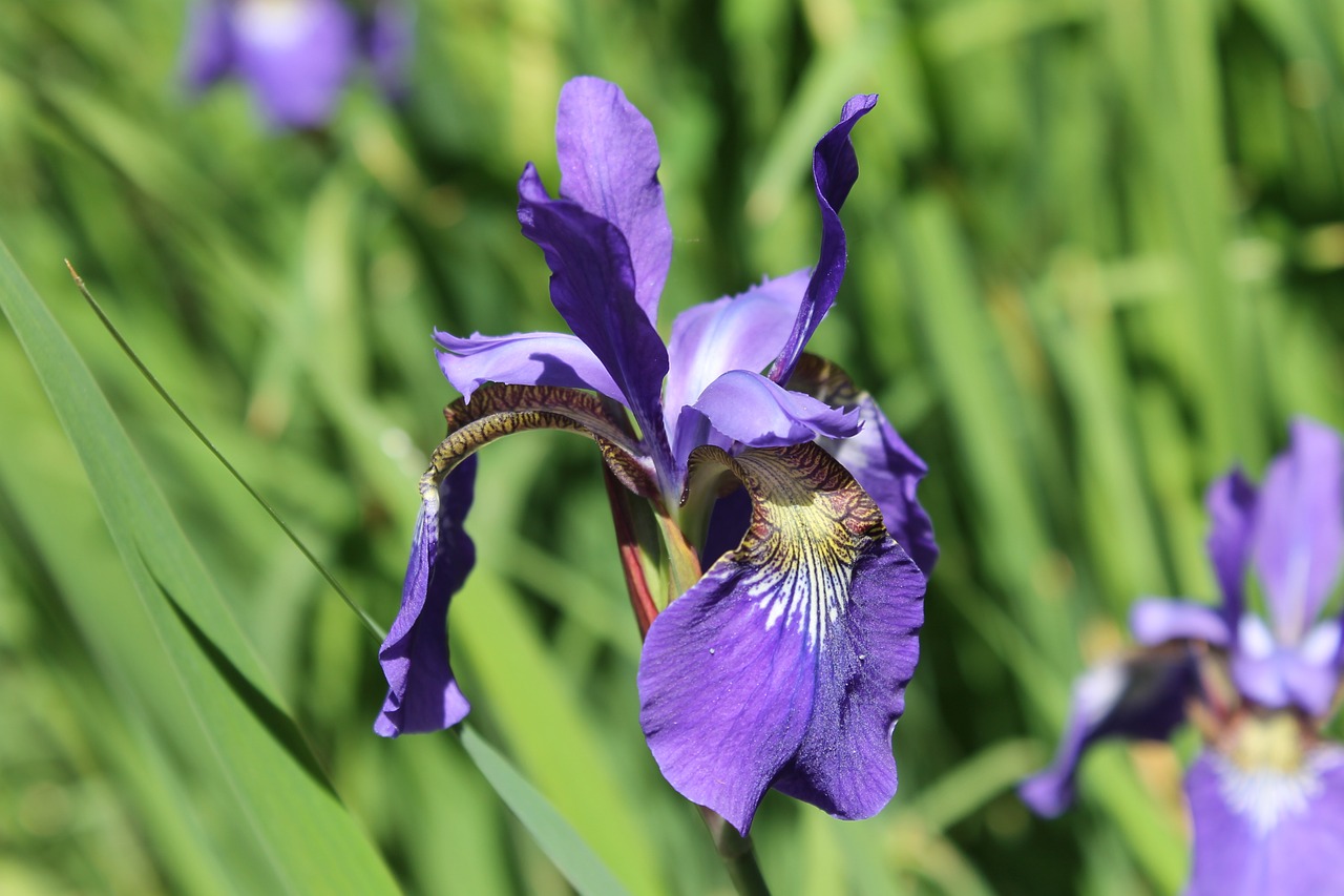 Iris,  Žiedas,  Žydėti,  Gėlė,  Violetine, Nemokamos Nuotraukos,  Nemokama Licenzija