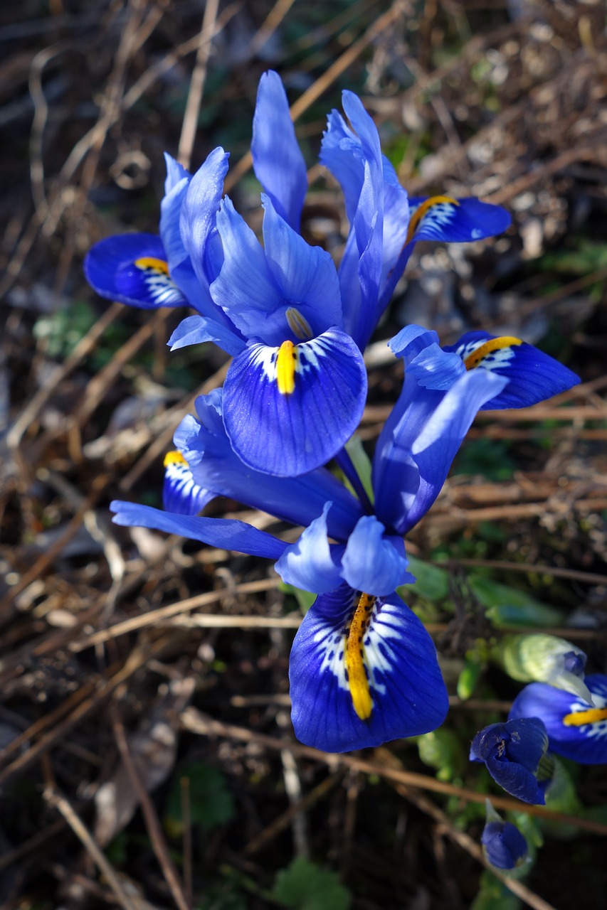 Iris,  Augalas,  Mėlynos Gėlės, Nemokamos Nuotraukos,  Nemokama Licenzija