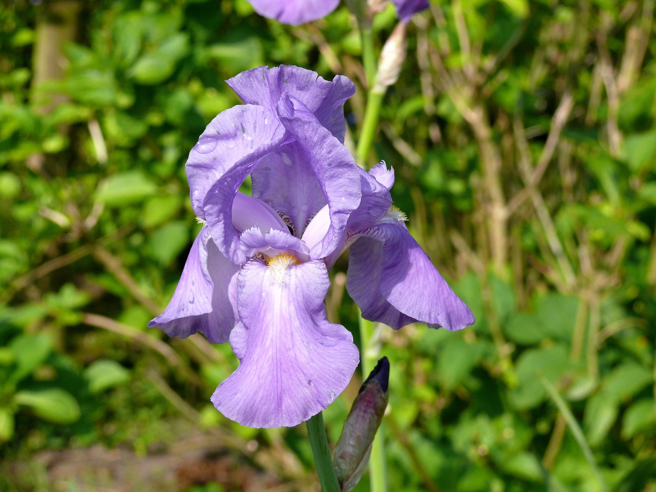 Iris, Alyva, Augalas, Gėlės, Gėlė, Žydėjimas, Sodas, Pavasaris, Nemokamos Nuotraukos,  Nemokama Licenzija