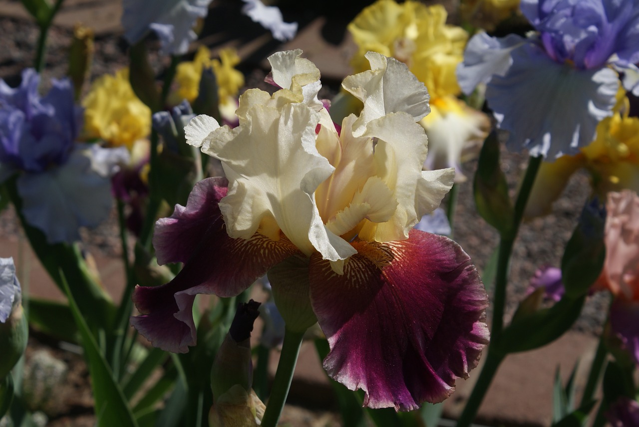 Iris, Gėlės, Augalas, Vasara, Sodas, Botanika, Žydėti, Geltona, Žydi, Gėlių