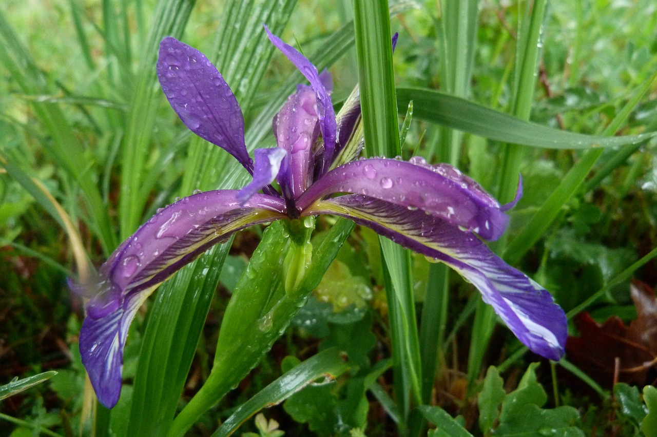 Iris Graminea, Iridaceae, Violetinė, Botanika, Augalas, Gėlė, Mėlynas, Flora, Gamta, Purpurinė Gėlė